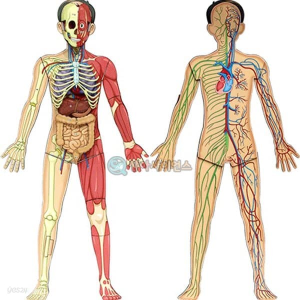 인체의 신비 인체 전신입체모형 골격기관 근육기관 신경기관