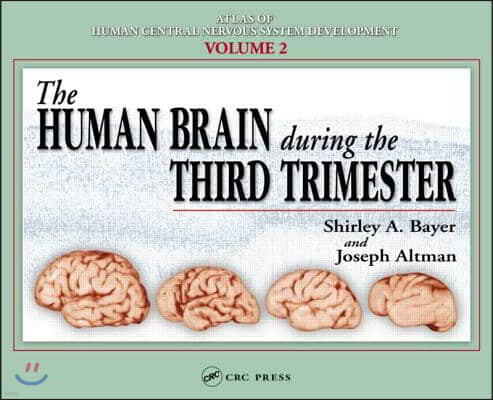 Human Brain During the Third Trimester