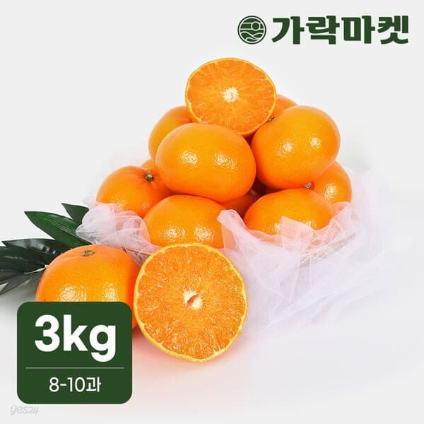 가락시장 직송 천혜향 3kg(8-10과)