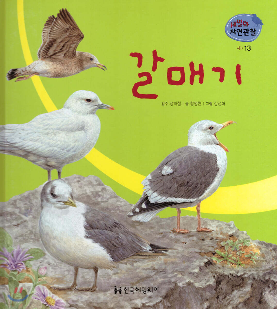 세밀화 자연관찰 13 갈매기