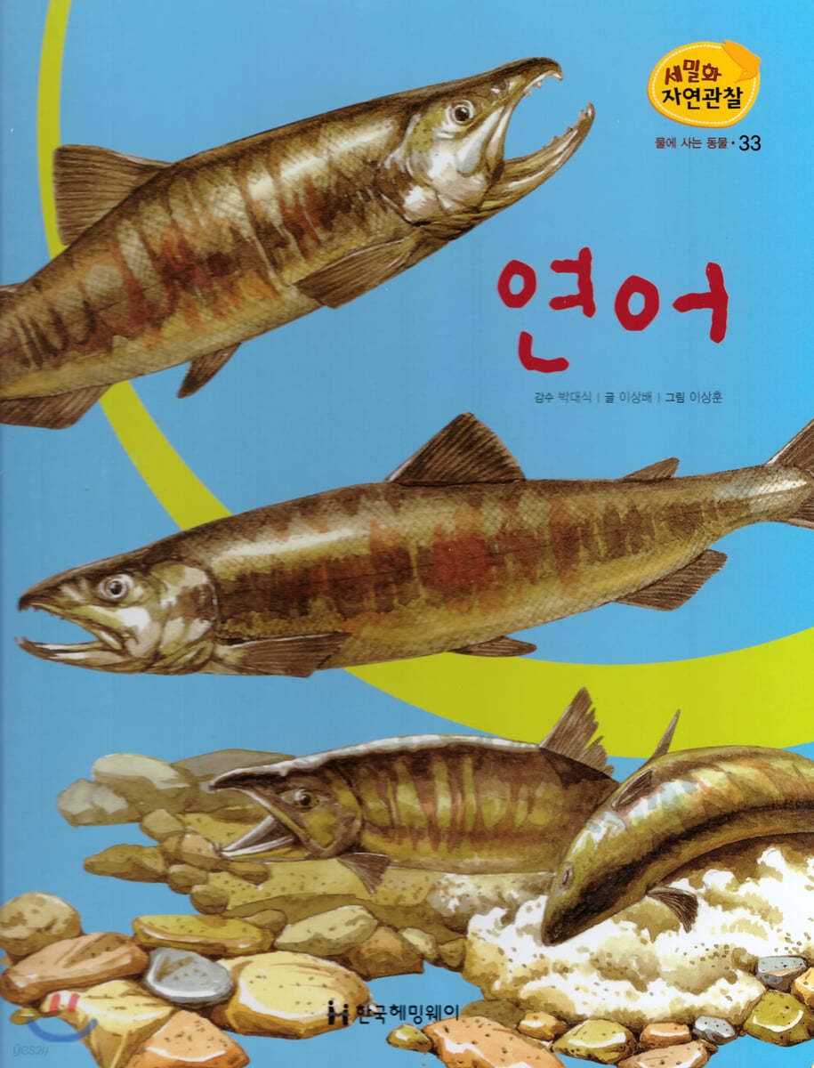 세밀화 자연관찰 33 연어