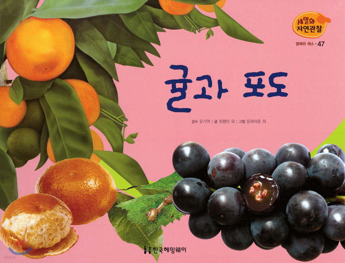 세밀화 자연관찰 47 귤과 포도