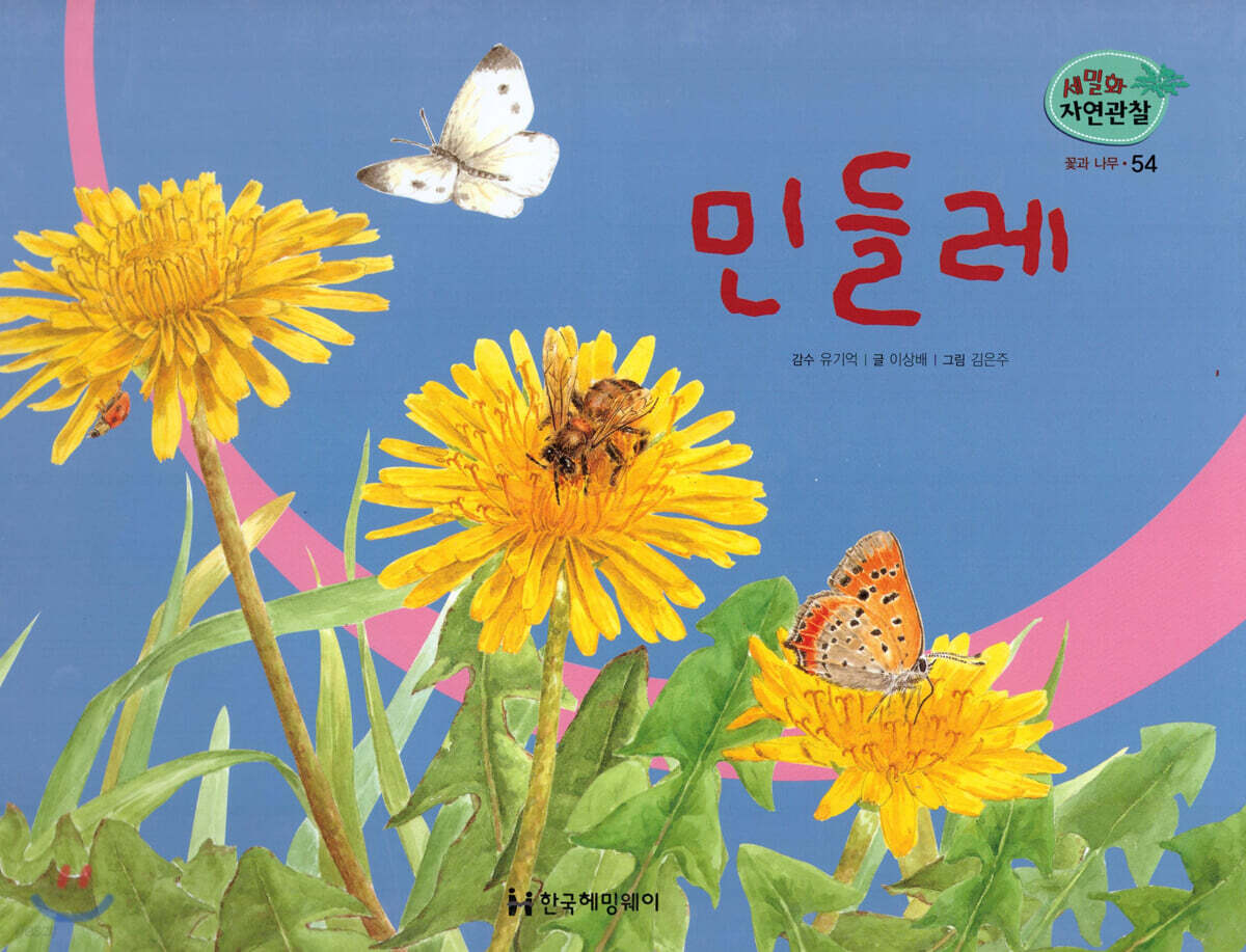 세밀화 자연관찰 54 민들레