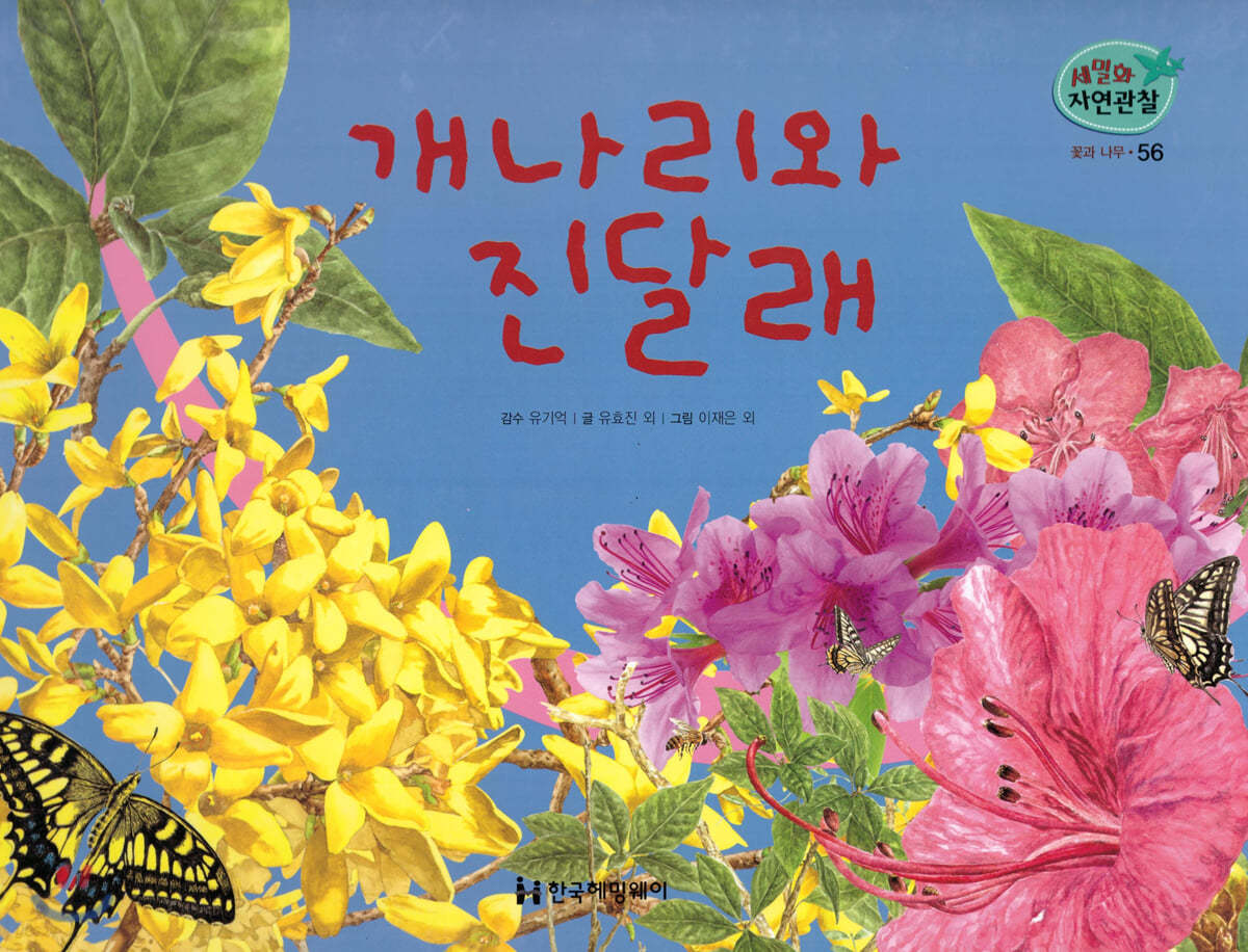 세밀화 자연관찰 56 개나리와 진달래