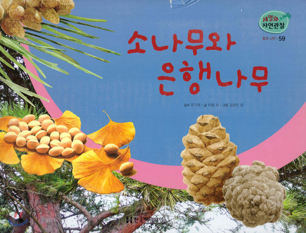 세밀화 자연관찰 59 소나무와 은행나무