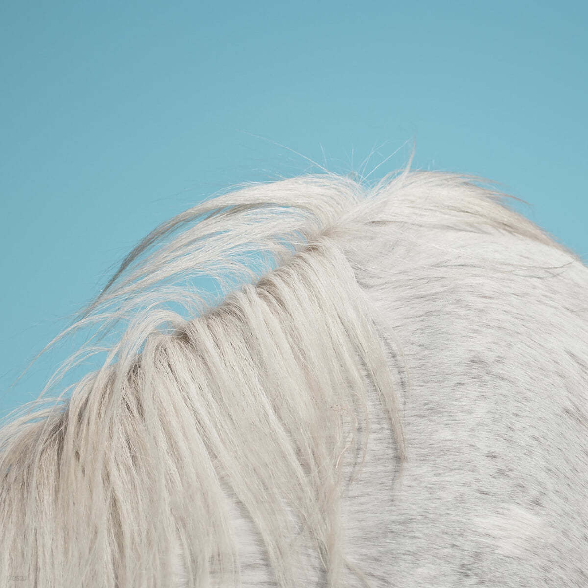 Widowspeak (위도우스픽) - 3집 All Yours [LP]