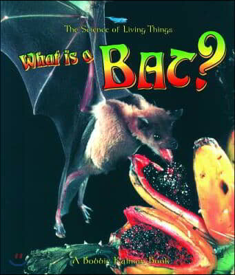 What Is a Bat?