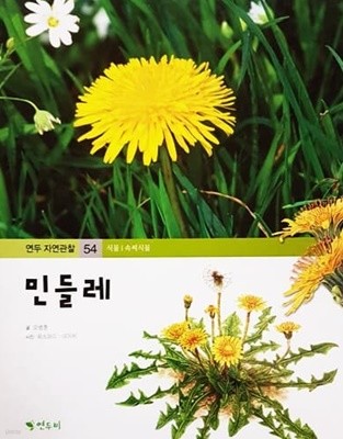 민들레 - 연두 자연관찰 54