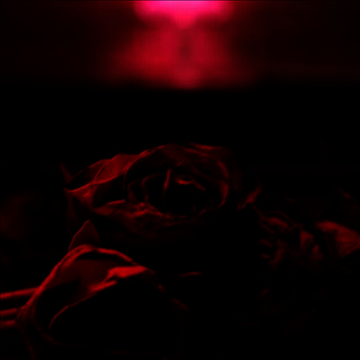 Paper Kites — Roses 앨범 커버