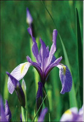 Wild Blue Iris Journal