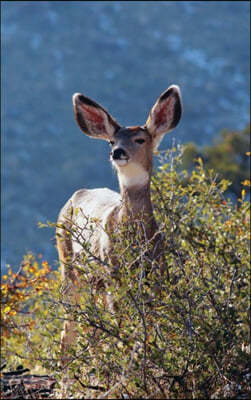 Kids Deer Journal: Rocky Mountain Mule Deer Leftie Journal or Notebook