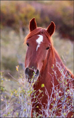 Kids Equine Journal: Wide Ruled Journal or Notebook