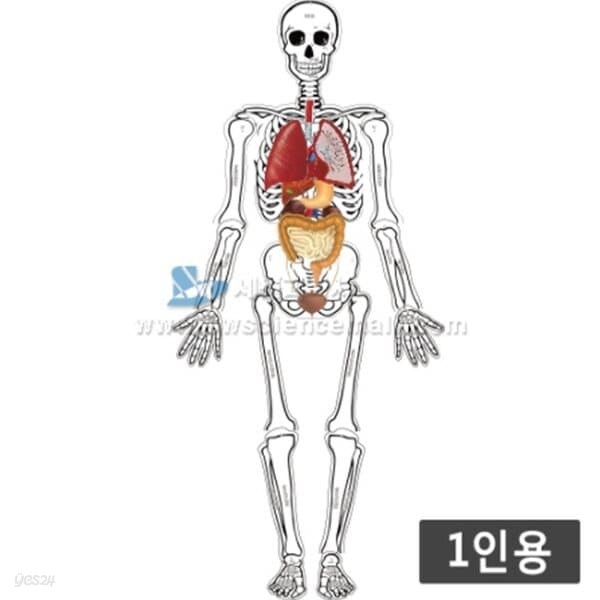 (1인용)인체골격내부모형만들기(75cm,운동,감각기관포함)