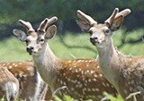 러시아 인종차별 단체와 총격전, 한국 상관에 보고하자…