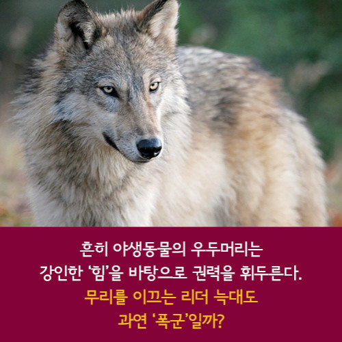 늑대의 지혜 10.jpg