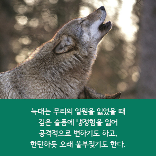 늑대의 지혜 14.jpg