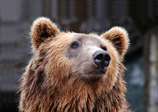 어른이 되기 전에 동물부터 되어야 한다고?