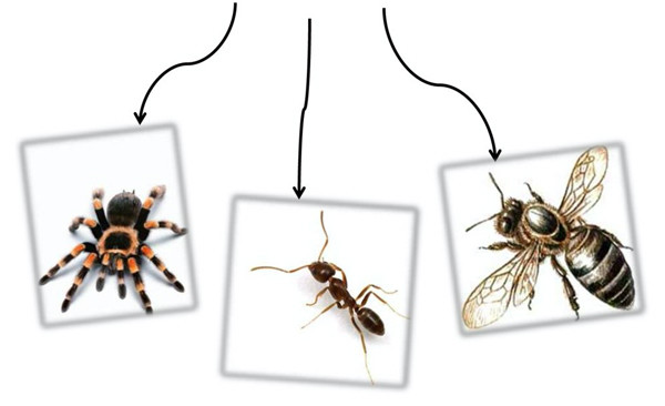 그림4-거미-개미-꿀벌.jpg