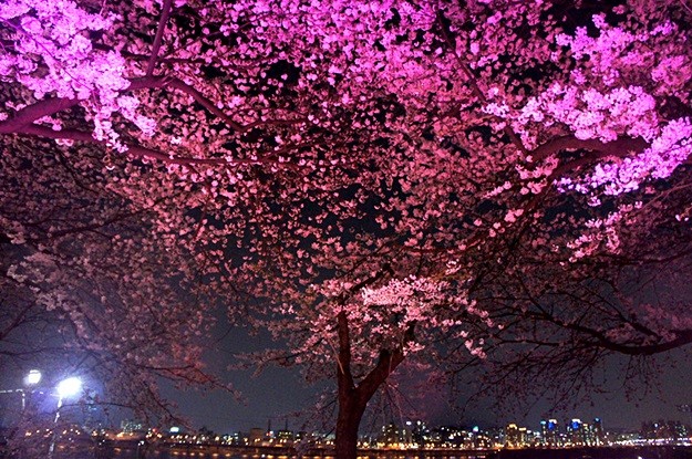 여의도 벚꽃축제 기간과 찾아오는 길은? | Yes24 모바일 문화웹진 채널예스