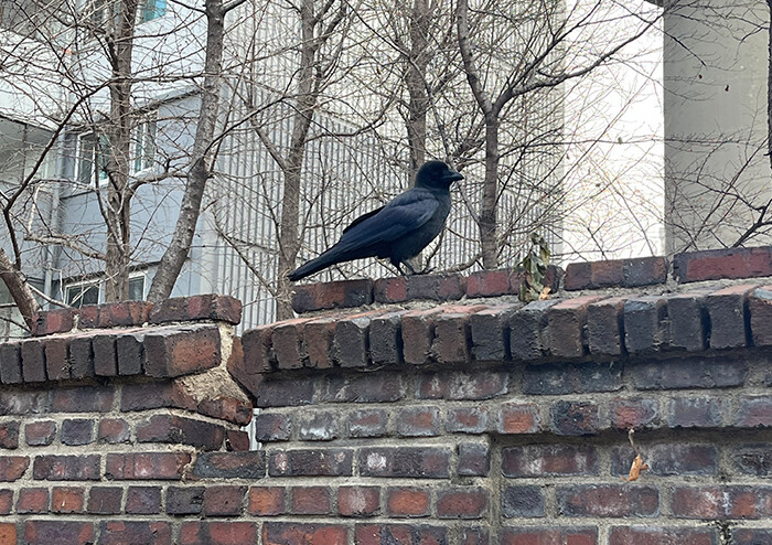 [정기현 칼럼] 점심시간에는 빙글빙글 맴도는 산책만이 허락된다 | 예스24  