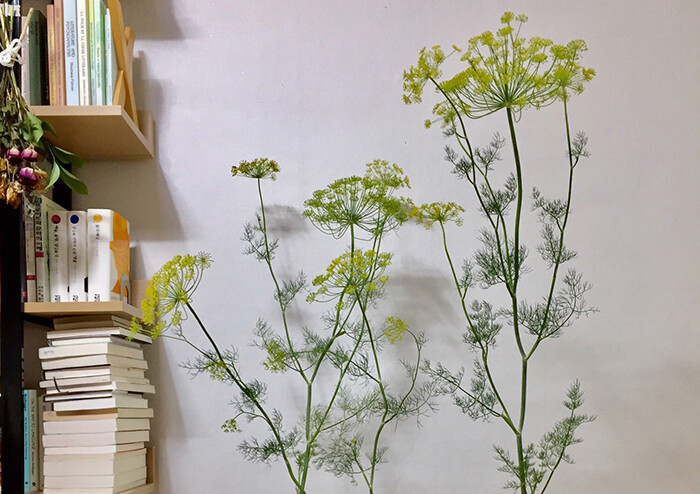 [윤경희 칼럼] 사라진 숲에서 곰팡이는