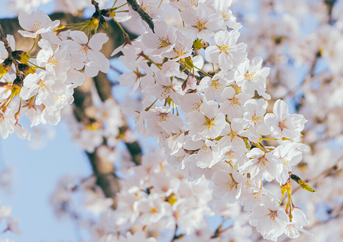 [서점 직원의 선택] 봄날의 시를 좋아하세요? | 예스24