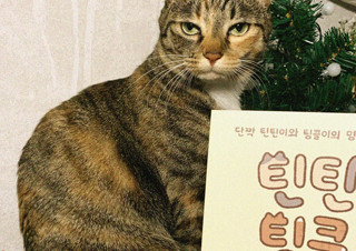 단짝 고양이들의 일상을 그린 만화  『틴틴팅클!』 | YES24 채널예스
