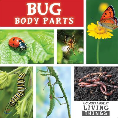 Bug Body Parts