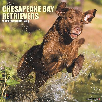 Just Chesapeake Bay Retrievers 2019 Calendar