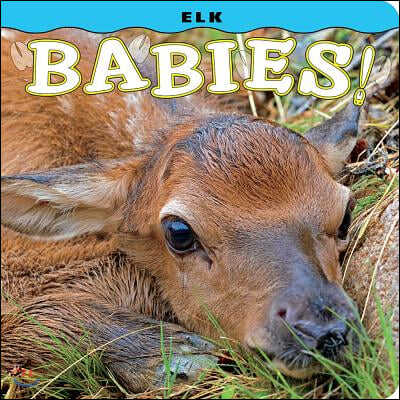 Elk Babies!