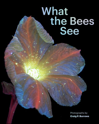 What the Bees See: A Honeybee&#39;s Eye View of the World