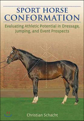 Sport Horse Conformation: Evaluating Athletic Potential in Dressage, Jumping and Event Prospects