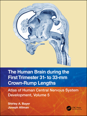 Human Brain during the First Trimester 31- to 33-mm Crown-Rump Lengths