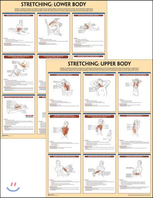Stretching Anatomy Poster