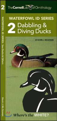 Waterfowl Id Series: 2 Dabbling &amp; Diving Ducks