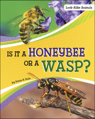 Is It a Honeybee or a Wasp?