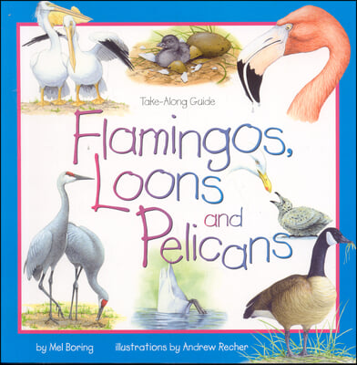 Flamingos, Loons And Pelicans