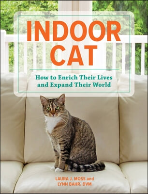 Indoor Cat: How to Enrich Their Lives and Expand Their World