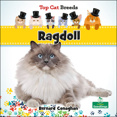 Ragdoll