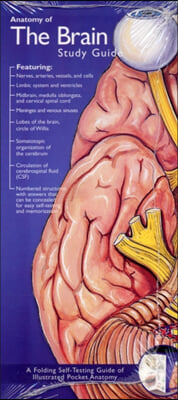 Anatomical Chart Company&#39;s Illustrated Pocket Anatomy: Anatomy of The Brain Study Guide