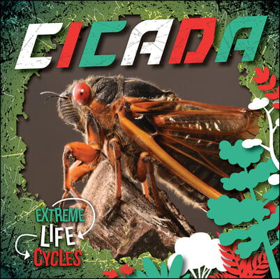 Cicada