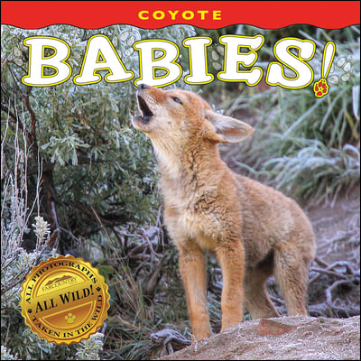 Coyote Babies!