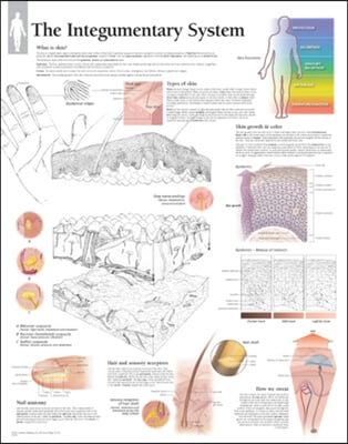 Integumentary System Paper Poster