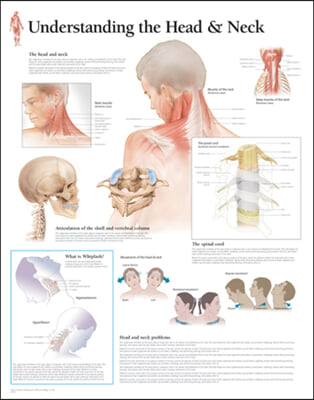 Understanding the Head &amp; Neck