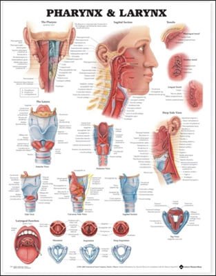 A Pharynx & Larynx Anatomical Chart