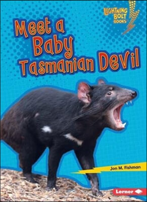 Meet a Baby Tasmanian Devil