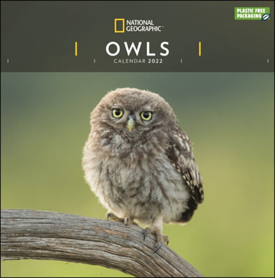 Owls National Geographic Square Wall Calendar 2022