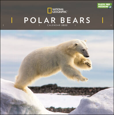 Polar Bears National Geographic Square Wall Calendar 2022