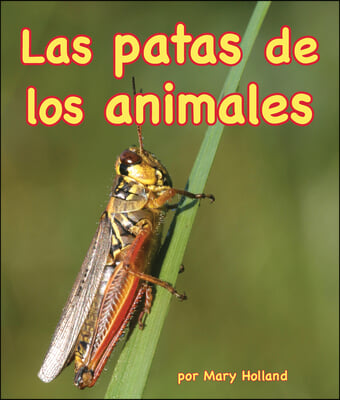 Patas de Los Animales (Animal Legs)