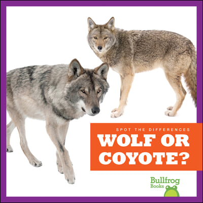 Wolf or Coyote?